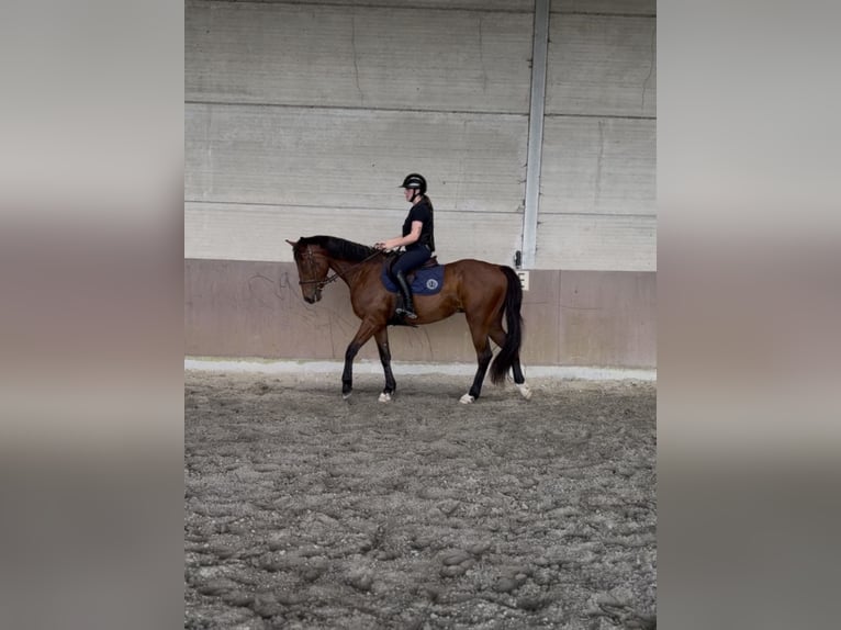 Trottatore Francese Stallone 4 Anni 170 cm Baio in Billy-Berclau