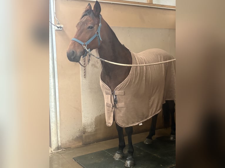 Trottatore Italiano Castrone 13 Anni 163 cm Baio in Como