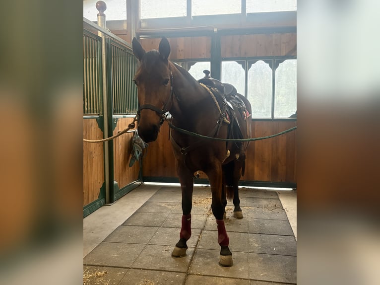 Trottatore Italiano Castrone 13 Anni 163 cm Baio in Como