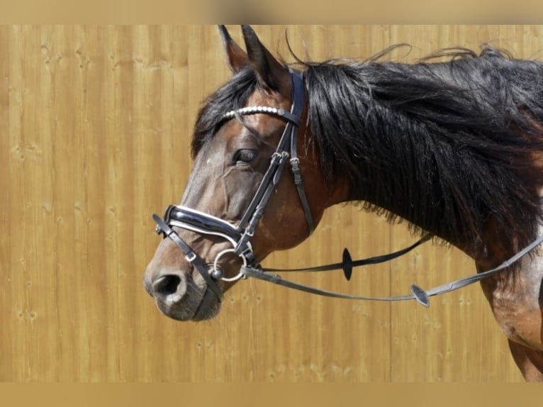 Trottatore Italiano Giumenta 18 Anni 160 cm Baio scuro in K&#xF6;nigsbrunn