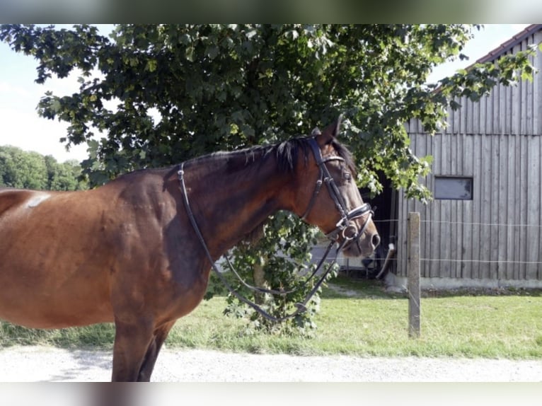 Trottatore Italiano Giumenta 18 Anni 160 cm Baio scuro in K&#xF6;nigsbrunn