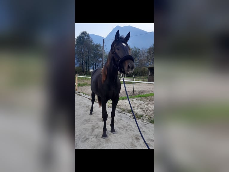 Trottatore Italiano Giumenta 3 Anni 168 cm Baio scuro in Samolaco