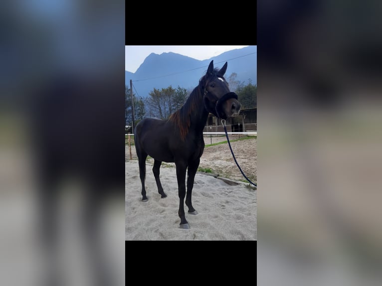 Trottatore Italiano Giumenta 3 Anni 168 cm Baio scuro in Samolaco