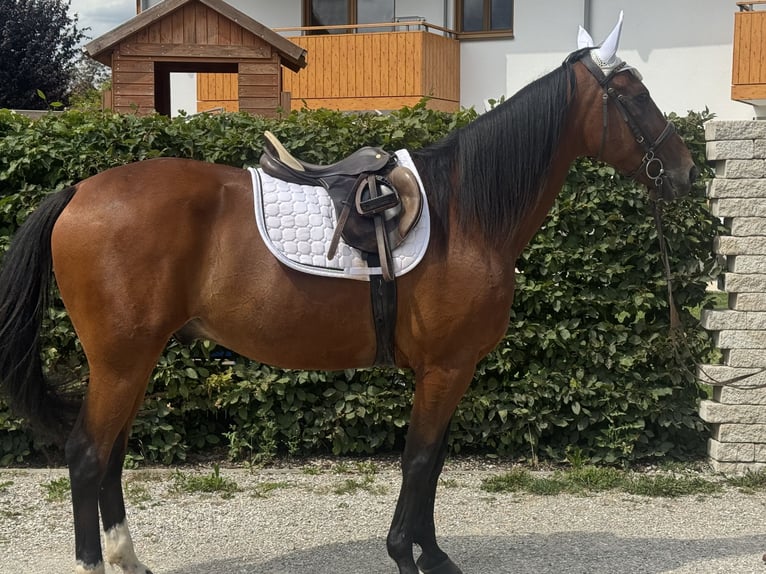 Trottatore Tedesco Castrone 10 Anni 164 cm Baio in Bruckmühl