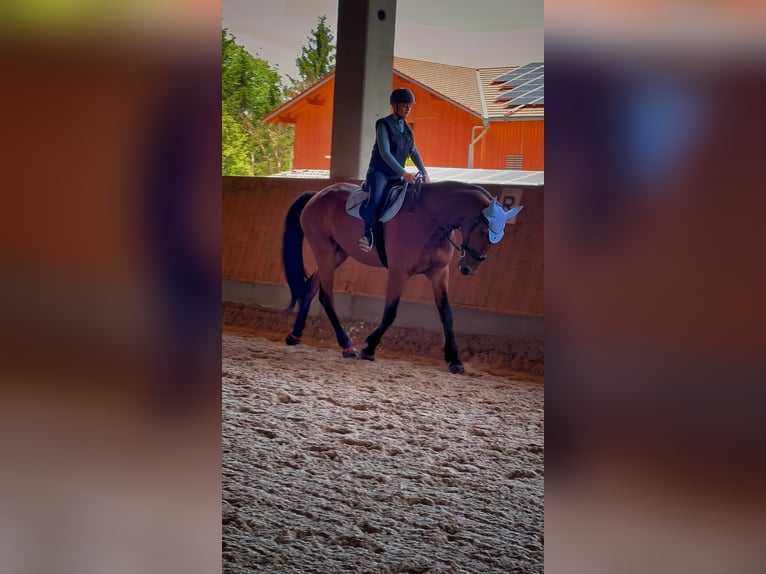 Trottatore Tedesco Castrone 10 Anni 170 cm Baio in Aying