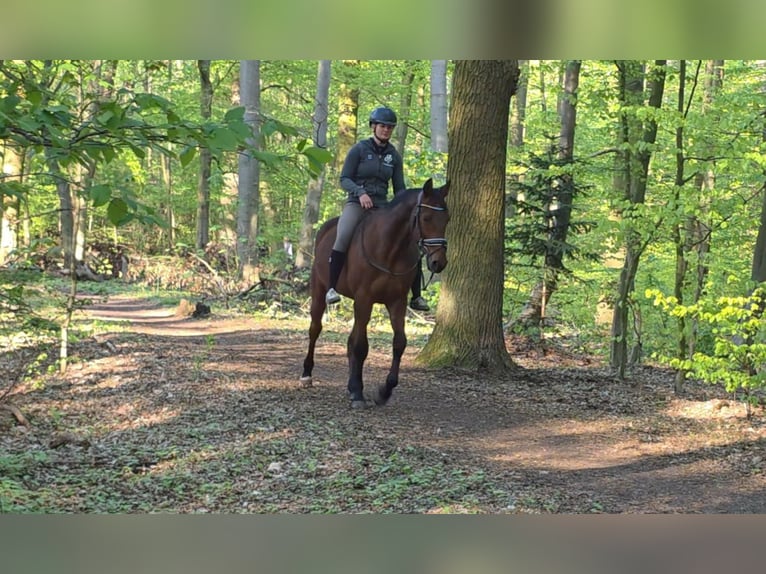 Trottatore Tedesco Castrone 12 Anni 164 cm Baio in Braunschweig