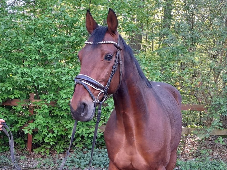 Trottatore Tedesco Castrone 12 Anni 164 cm Baio in Braunschweig