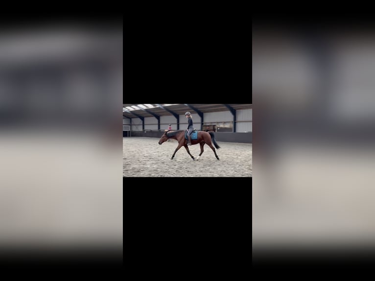 Trottatore Tedesco Castrone 17 Anni 160 cm Baio in Obdam