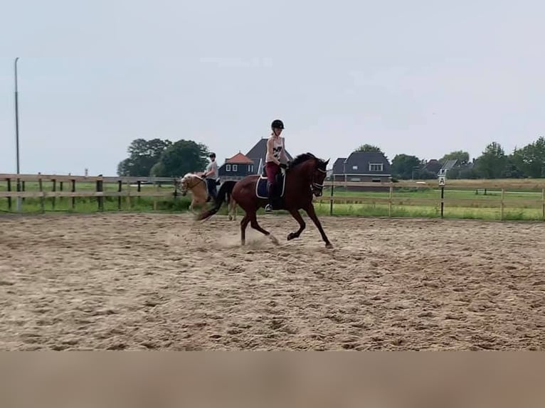 Trottatore Tedesco Castrone 17 Anni 160 cm Baio in Obdam