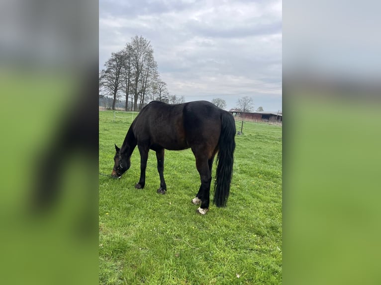 Trottatore Tedesco Castrone 17 Anni 165 cm Baio in Marschacht