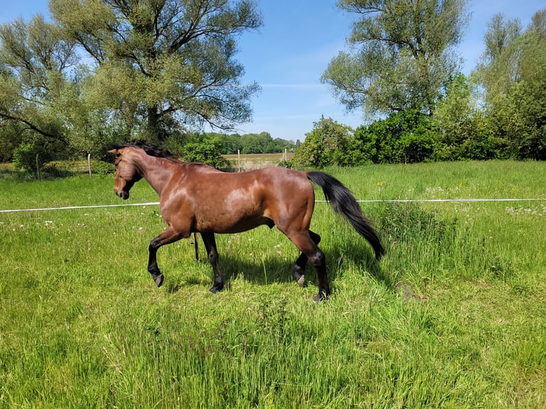 Trottatore Tedesco Castrone 19 Anni 157 cm Baio in Joachimsthal