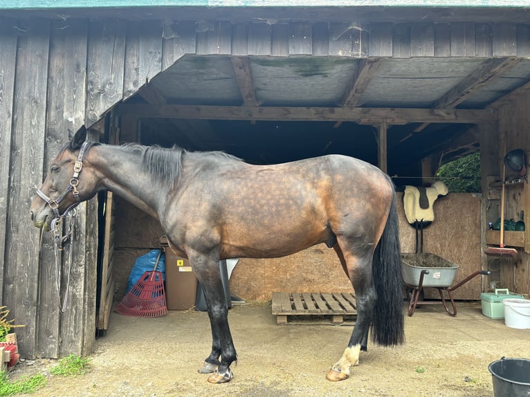 Trottatore Tedesco Castrone 22 Anni 160 cm Baio scuro in Friesenhagen