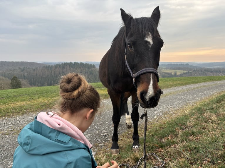 Trottatore Tedesco Castrone 22 Anni 160 cm Baio scuro in Friesenhagen