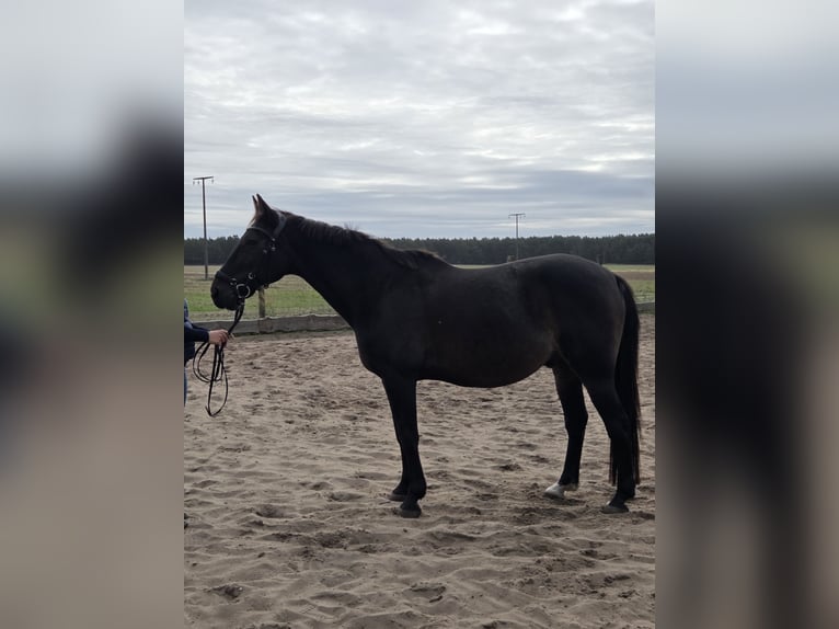 Trottatore Tedesco Castrone 23 Anni 153 cm Baio scuro in Kloster Lehnin