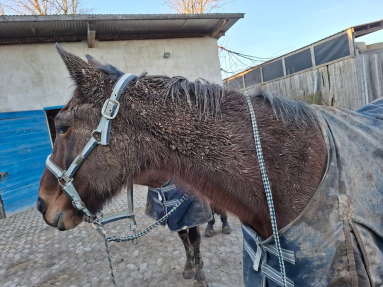 Trottatore Tedesco Castrone 24 Anni 160 cm Baio in M&#xFC;nstermaifeld