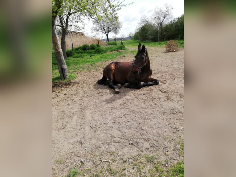 Trottatore Tedesco Castrone 26 Anni 165 cm Baio in Rheurdt