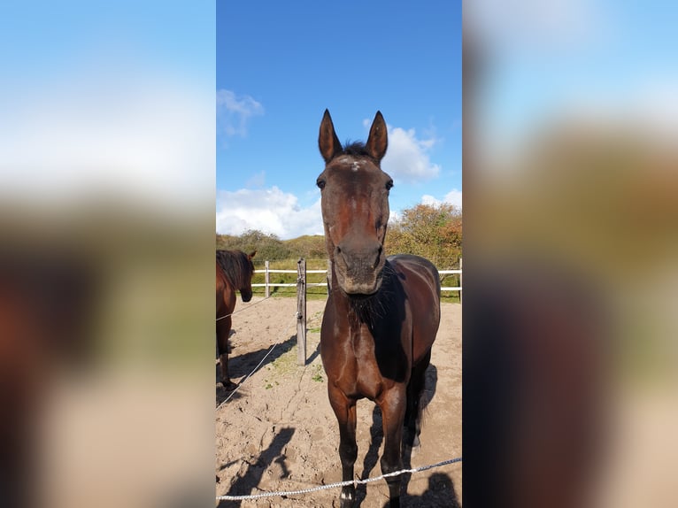 Trottatore Tedesco Castrone 26 Anni 165 cm Baio in Rheurdt