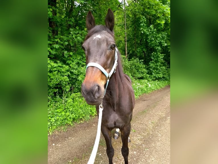 Trottatore Tedesco Castrone 27 Anni 155 cm Baio scuro in Glonn