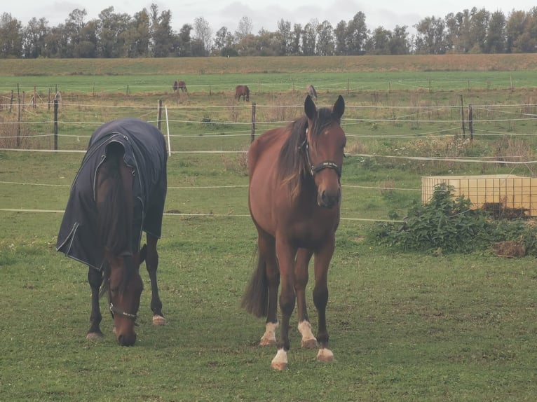 Trottatore Tedesco Castrone 3 Anni 164 cm Baio in Tolkamer