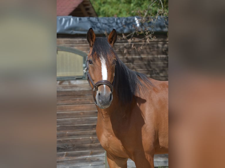 Trottatore Tedesco Castrone 4 Anni 162 cm Baio in Sauerlach