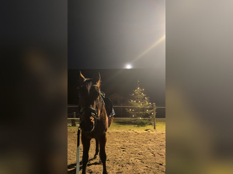 Trottatore Tedesco Castrone 4 Anni 165 cm Baio in Pößneck