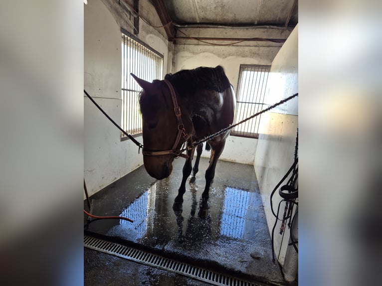 Trottatore Tedesco Castrone 4 Anni 174 cm Baio in Midwolda