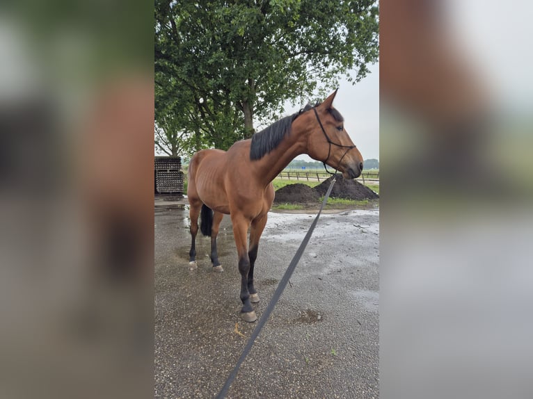 Trottatore Tedesco Castrone 4 Anni 174 cm Baio in Midwolda