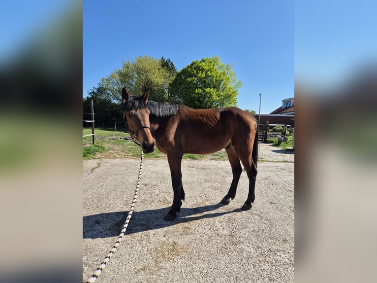 Trottatore Tedesco Castrone 4 Anni 174 cm Baio in Midwolda
