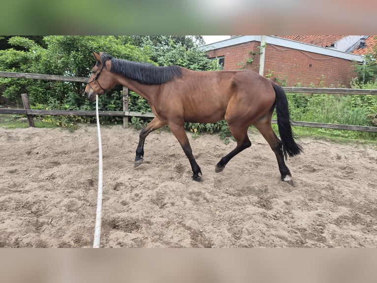 Trottatore Tedesco Castrone 4 Anni 174 cm Baio in Midwolda
