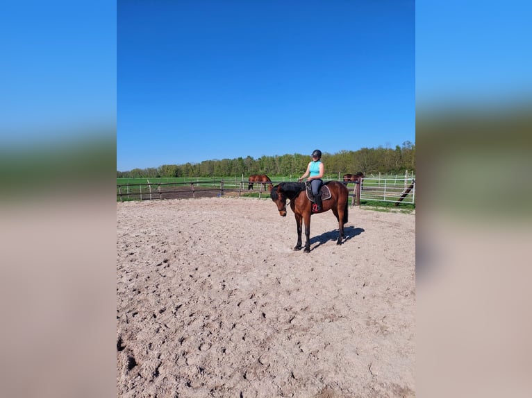 Trottatore Tedesco Castrone 4 Anni 174 cm Baio in Midwolda