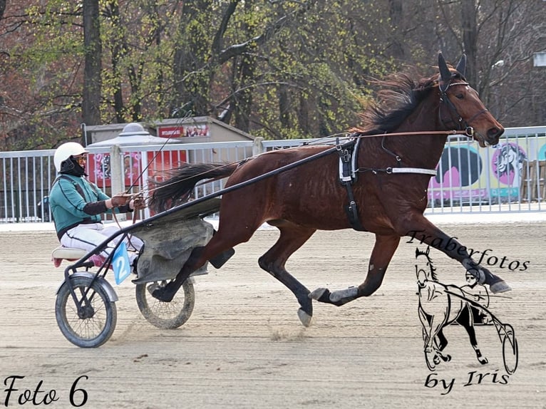 Trottatore Tedesco Mix Castrone 4 Anni Baio in Bierbaum