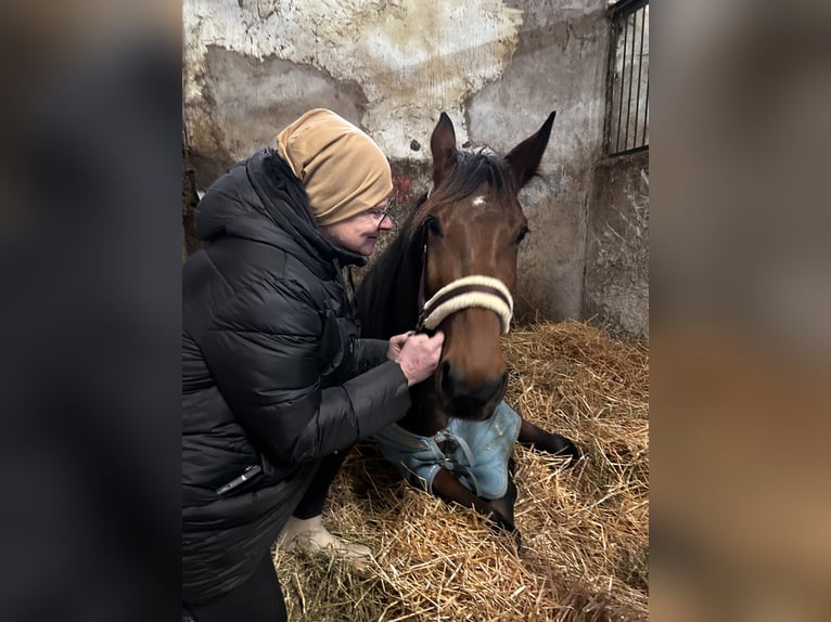 Trottatore Tedesco Mix Castrone 4 Anni Baio in Bierbaum