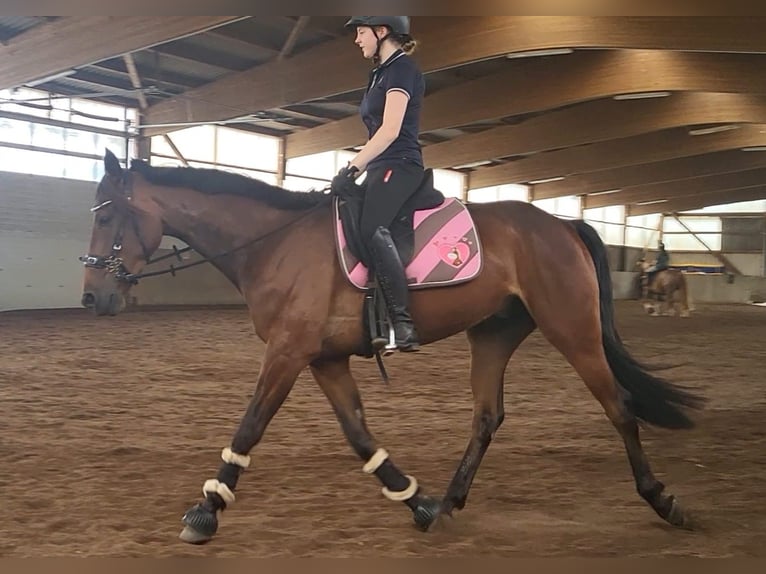 Trottatore Tedesco Castrone 5 Anni 158 cm Baio in Elmenhorst