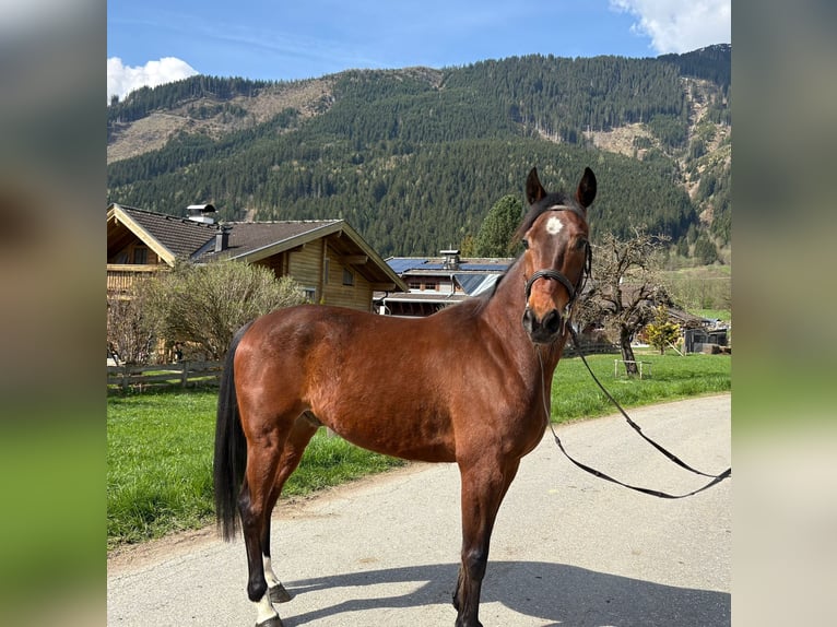 Trottatore Tedesco Castrone 5 Anni 160 cm Baio in Föritz