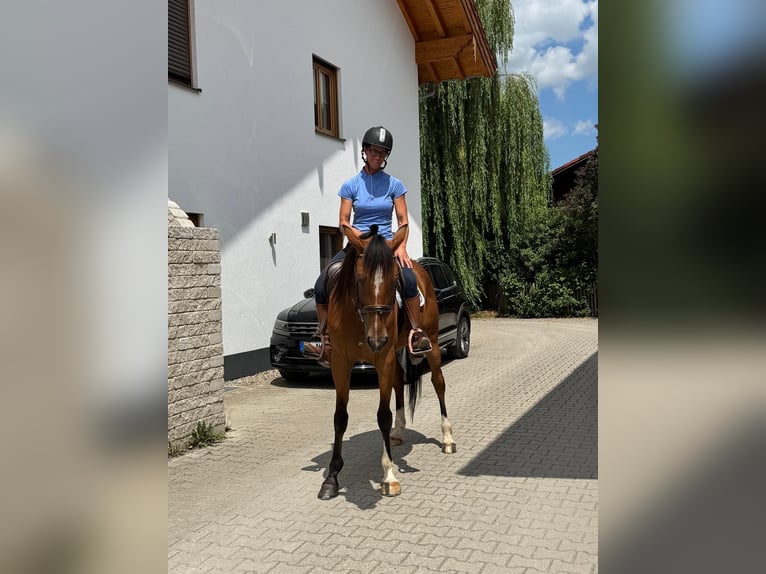 Trottatore Tedesco Castrone 5 Anni 160 cm Sauro in Bruckmühl