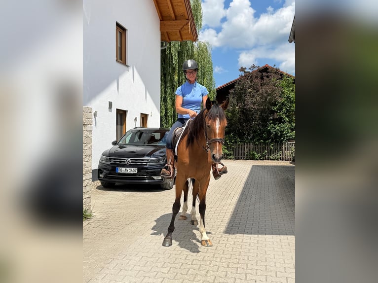 Trottatore Tedesco Castrone 5 Anni 160 cm Sauro in Bruckmühl