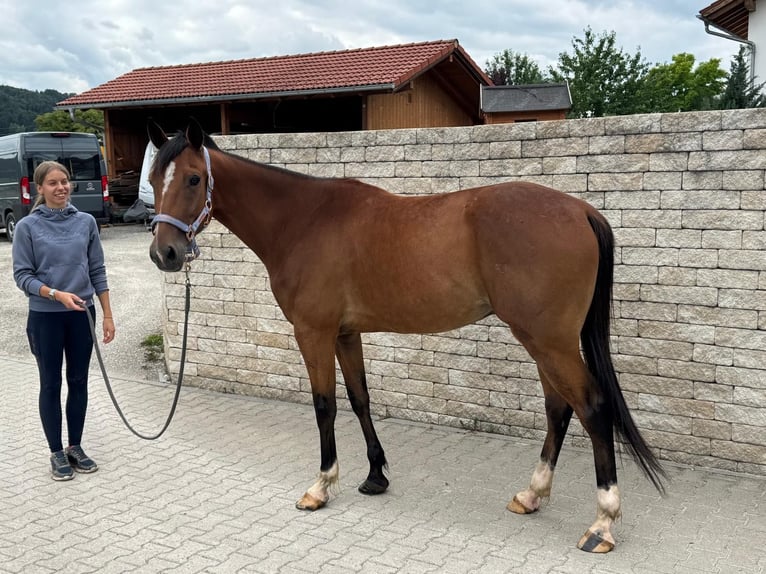 Trottatore Tedesco Castrone 5 Anni 160 cm Sauro in Bruckmühl