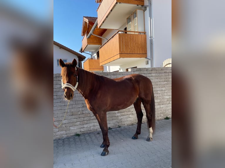 Trottatore Tedesco Castrone 6 Anni 160 cm Sauro in Bruckmühl