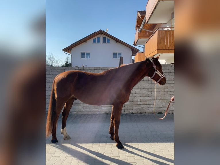 Trottatore Tedesco Castrone 6 Anni 160 cm Sauro in Bruckmühl