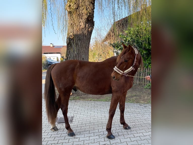Trottatore Tedesco Castrone 6 Anni 160 cm Sauro in Bruckmühl