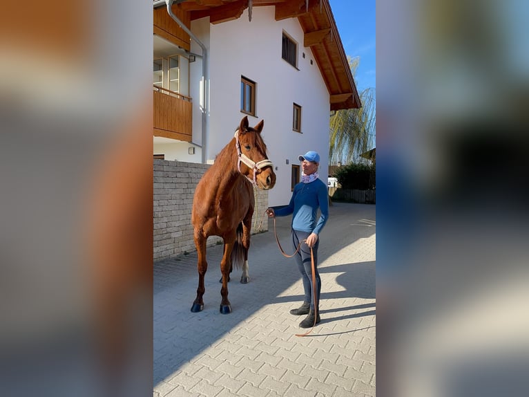 Trottatore Tedesco Castrone 6 Anni 160 cm Sauro in Bruckmühl