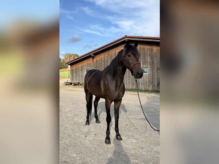 Trottatore Tedesco Castrone 6 Anni 165 cm Baio scuro in München