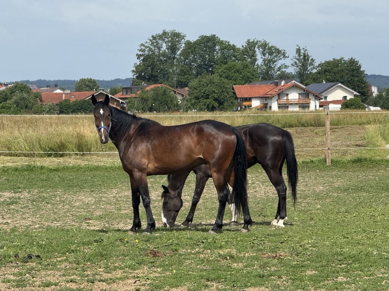 Trottatore Tedesco Castrone 6 Anni 169 cm Baio scuro in Bruckmühl