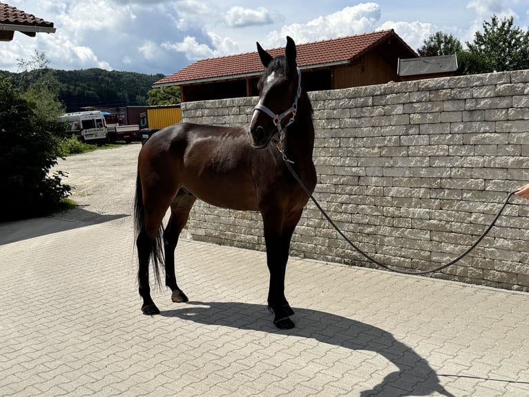 Trottatore Tedesco Castrone 6 Anni 169 cm Baio scuro in Bruckmühl