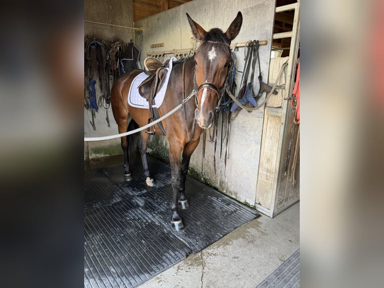 Trottatore Tedesco Castrone 6 Anni 169 cm Baio scuro in Bruckmühl