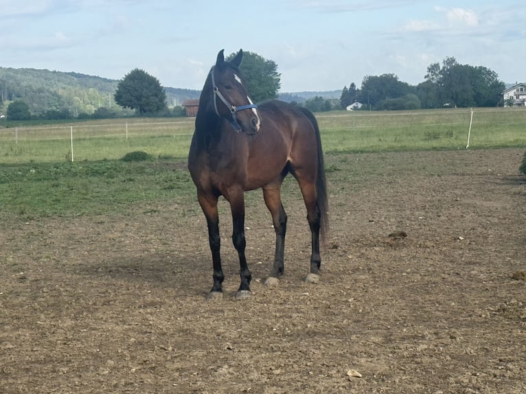 Trottatore Tedesco Castrone 6 Anni 169 cm Baio scuro in Bruckmühl