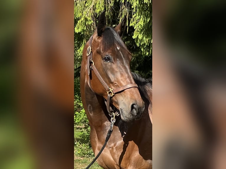 Trottatore Tedesco Castrone 6 Anni 172 cm Baio in Heeslingen