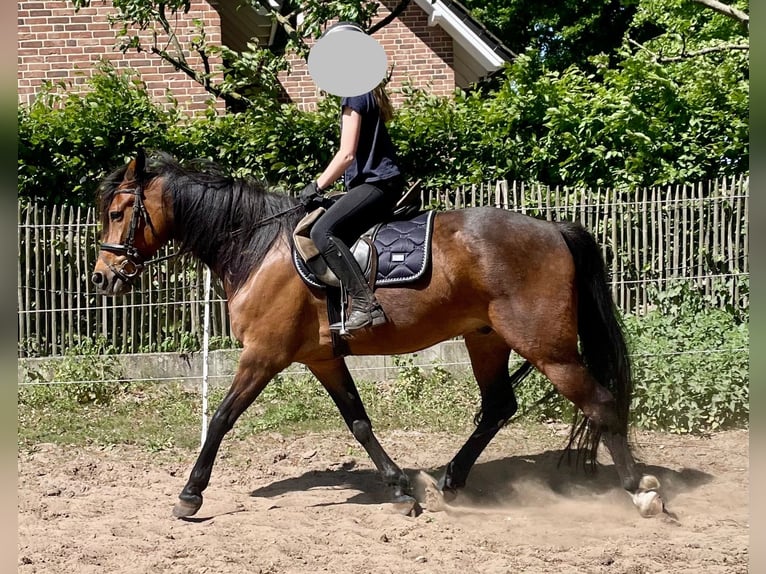 Trottatore Tedesco Castrone 7 Anni 159 cm Baio in Warendorf