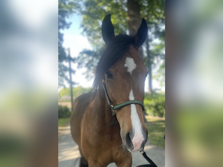 Trottatore Tedesco Castrone 7 Anni 159 cm Baio in Warendorf