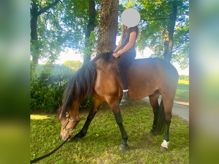 Trottatore Tedesco Castrone 7 Anni 159 cm Baio in Warendorf